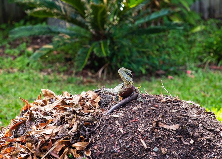 A lizard rests on a pile of compost and leaves outdoors