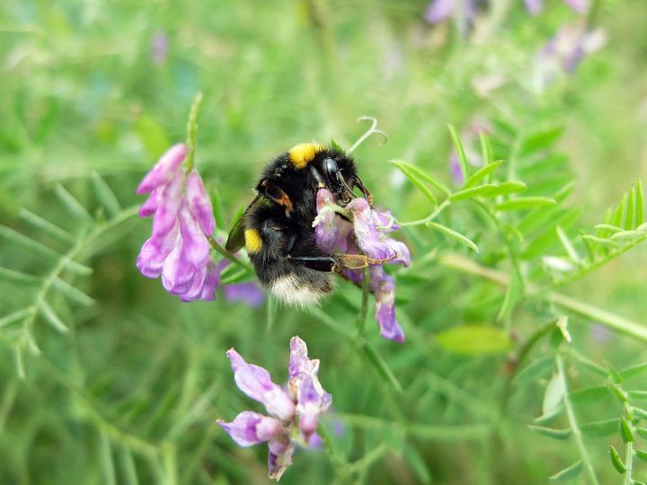 These bee sanctuary founders want the world to join their cause