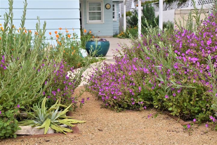 Plants with orange and purple flowers on either side of a gravel walkway leading to a house