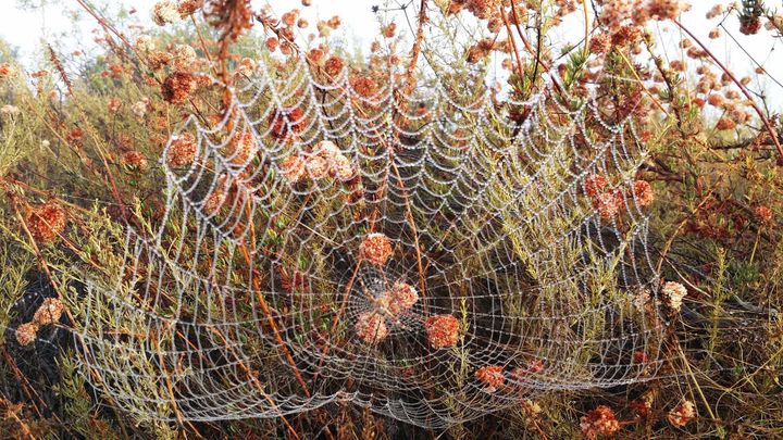 A large spiderweb in a garden with a green and brown plant behind.