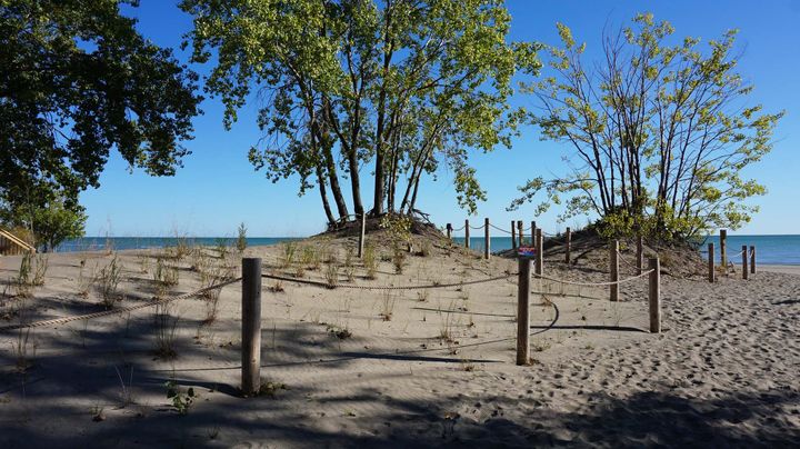 A lakeside sand dune with trees and grasses growing and rope fences discouraging access