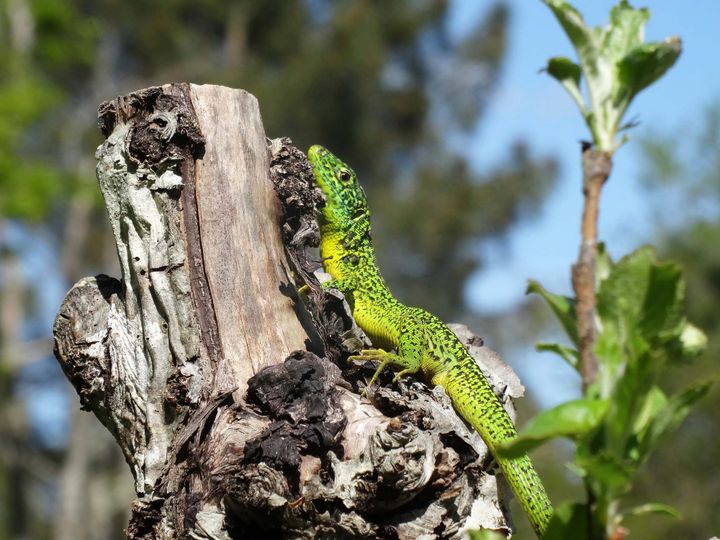 A bright green lizard resting near the top of a dead tree outdoors on a sunny day