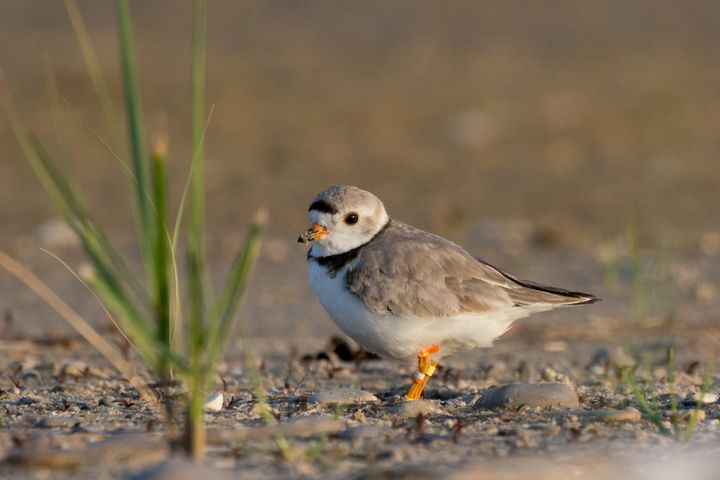 Close-up of a small grey/black/white bird with banded leg standing on a rock-and-sand beach