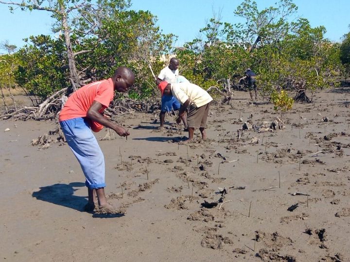 A group of people planting small saplings outdoors in mud, with trees and a blue sky behind