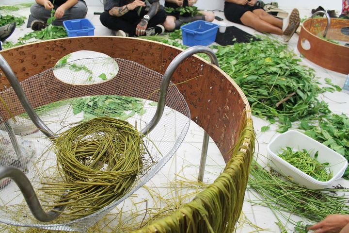 Various groupings of green plant fibre: piled on the ground, in a container and inside a wire mesh basket.