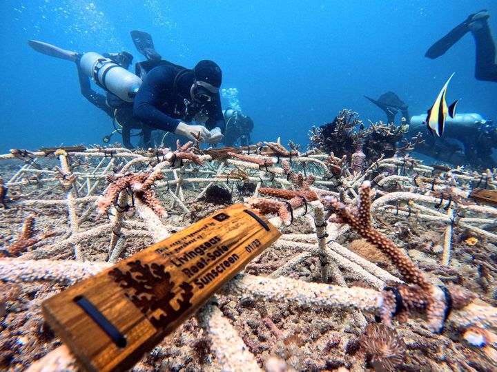 Underwater view of divers attaching coral to artificial reef structures