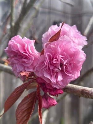 cluster of cherry blossoms