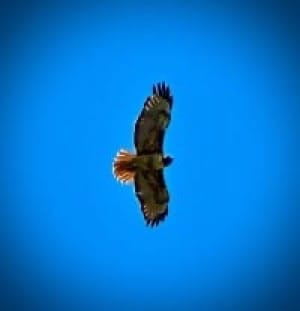 red tailed hawk soaring in blue sky