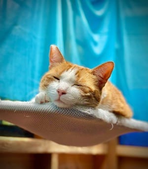 orange and white cat asleep on cat hammock with blue sheer curtain background