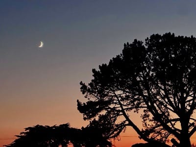 silhouette of trees in the sunset with crescent moon