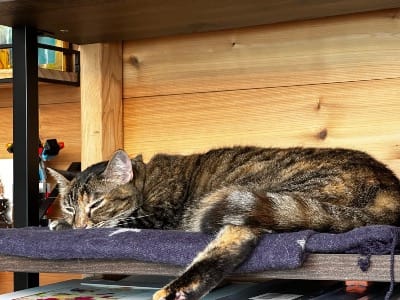 brown tabby cat lying on blanket and wooden shelf