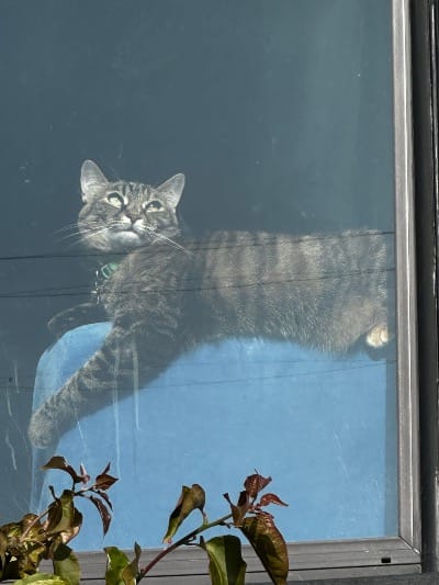 brown tabby cat stretched out on the back of a blue arm chair inside a window