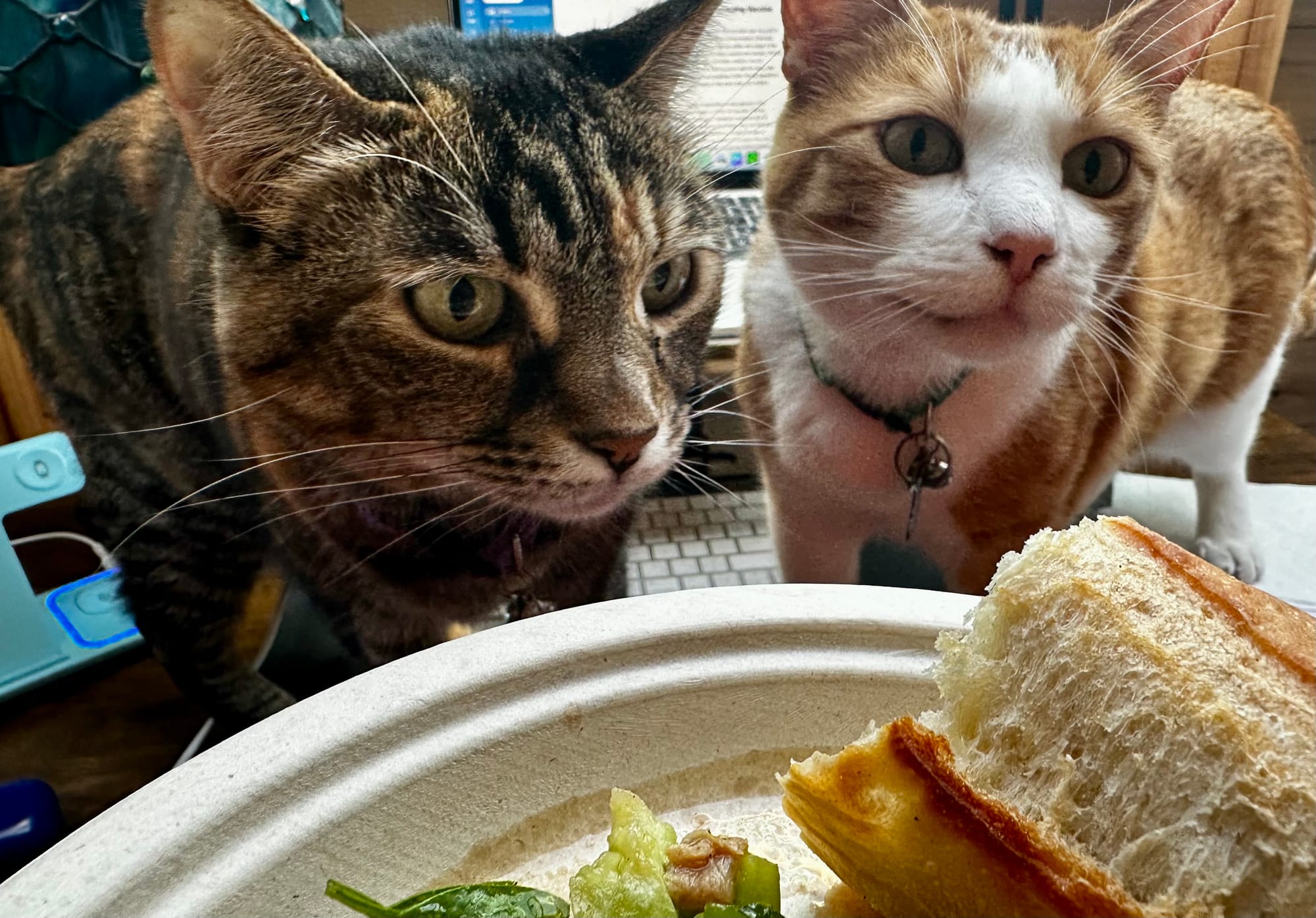 two cats begging for food
