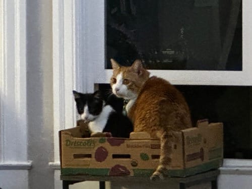 black and white kitten sitting in a fruit box at a window sill with orange and white adult cat