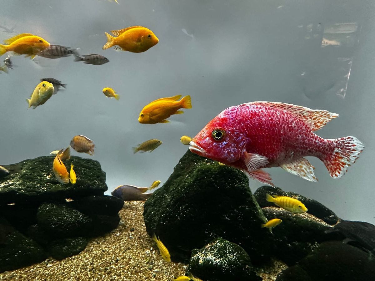 large pink fish with several smaller yellow and gray fish