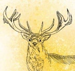 cropped drawing of a stag, showing head and antlers on dappled yellow 