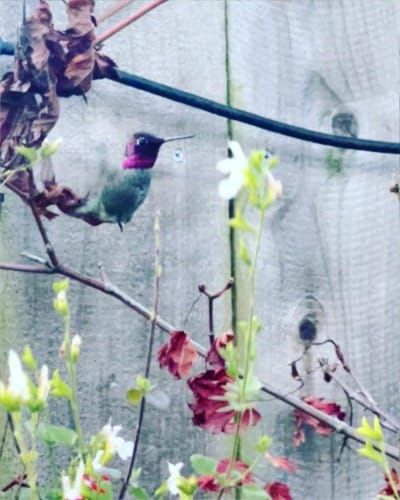 hummingbird hovering in front of fence and above flowers