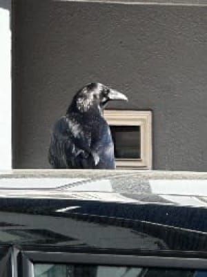 Crow perched behind car