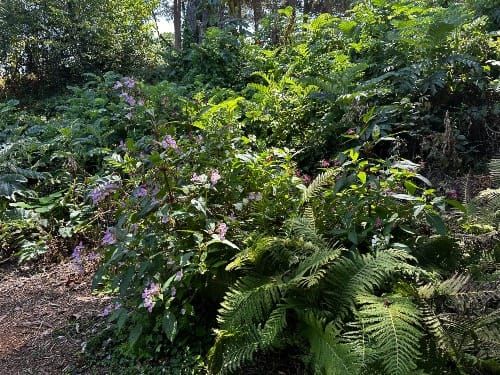 flowering bushes and palms on park trail