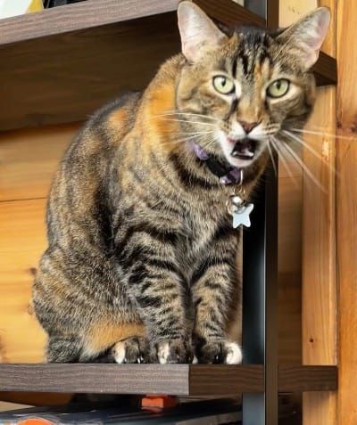 brown and orange tortie-tabby cat mid yawn/yowl on a shelf