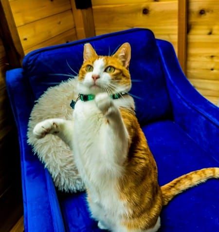 orange and white cat standing up on hind legs in a blue arm chair with front paws up