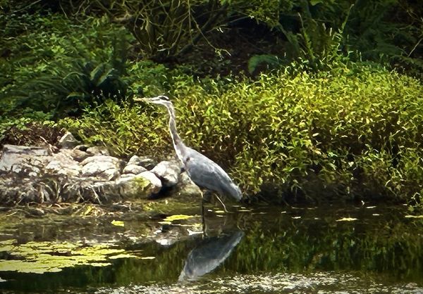 heron in a pond, fishing with greenery and bushes behind it
