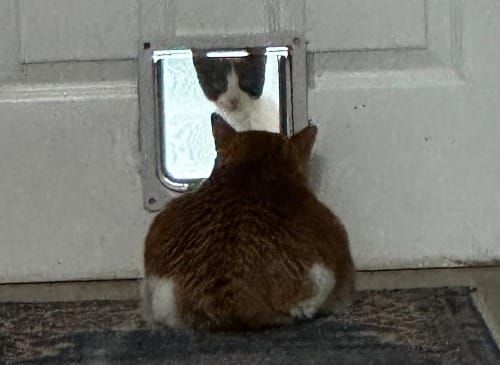 Orange cat in loaf mode staring through cat flap at black and white kitten in pounce mode