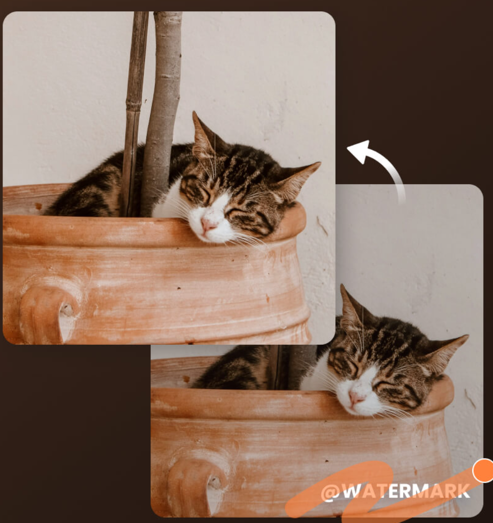 Remove the watermark from the kitten video