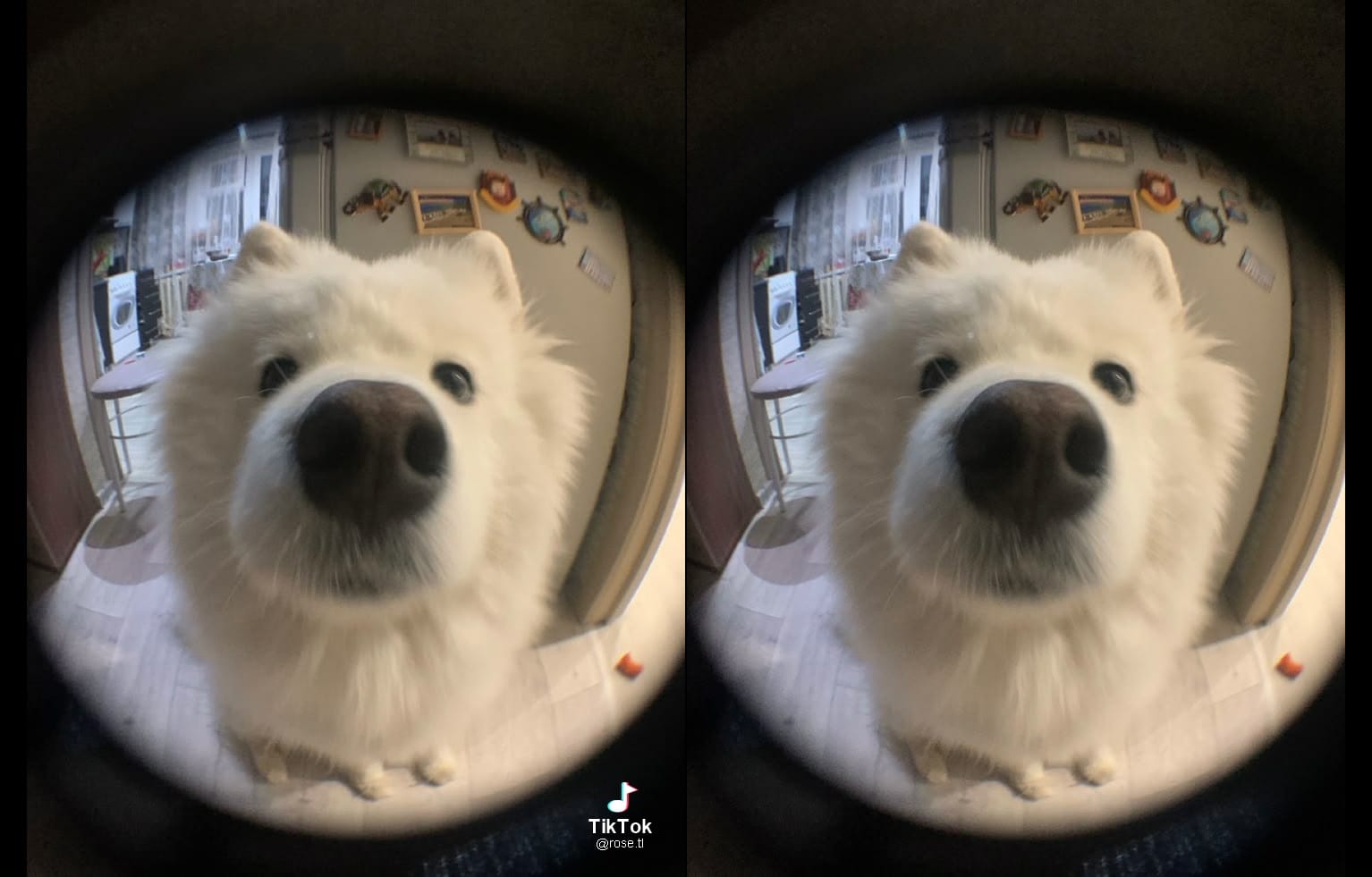 Dog video watermark cleanup result comparison