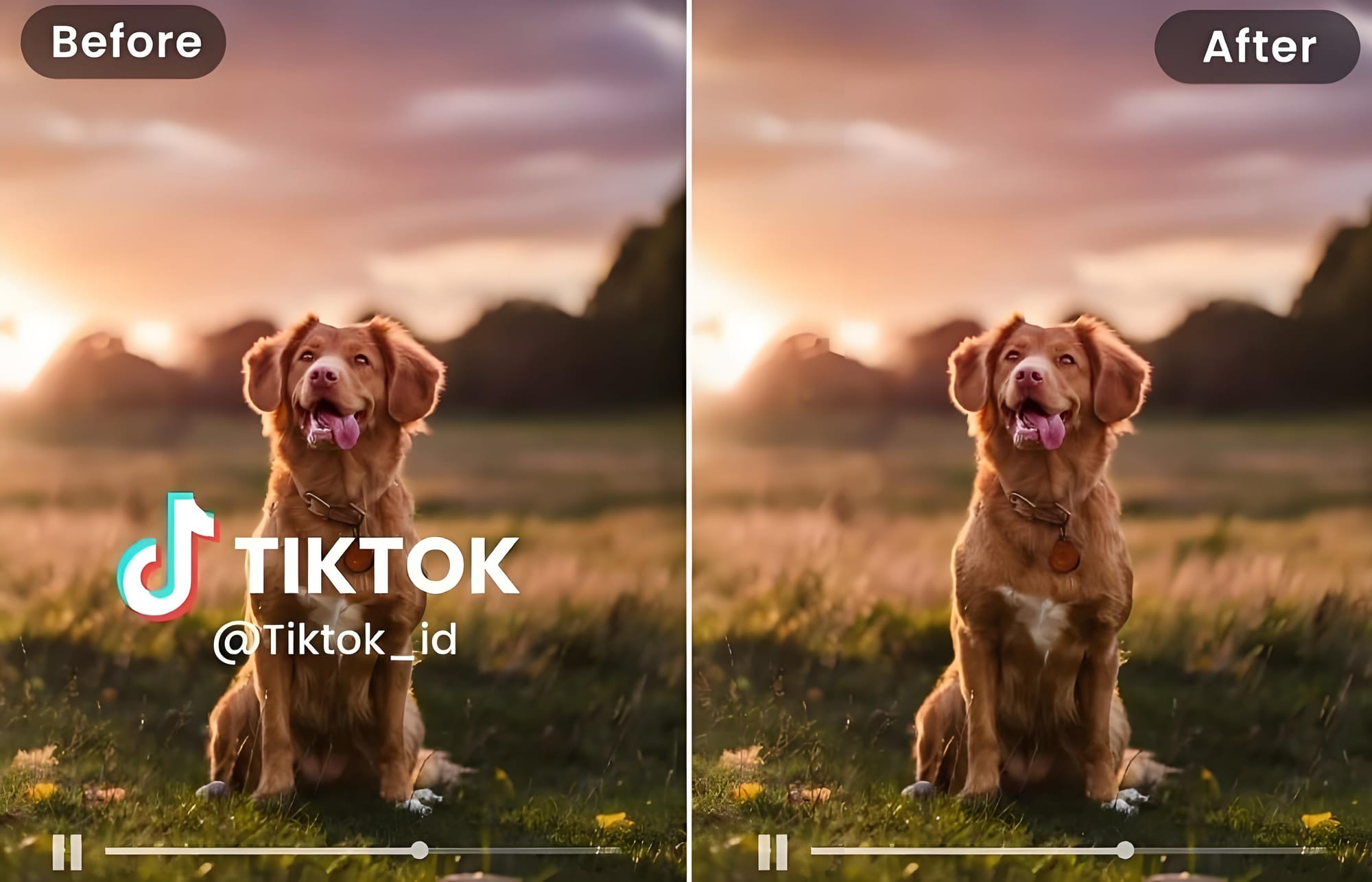 Dog video watermark cleanup before after test