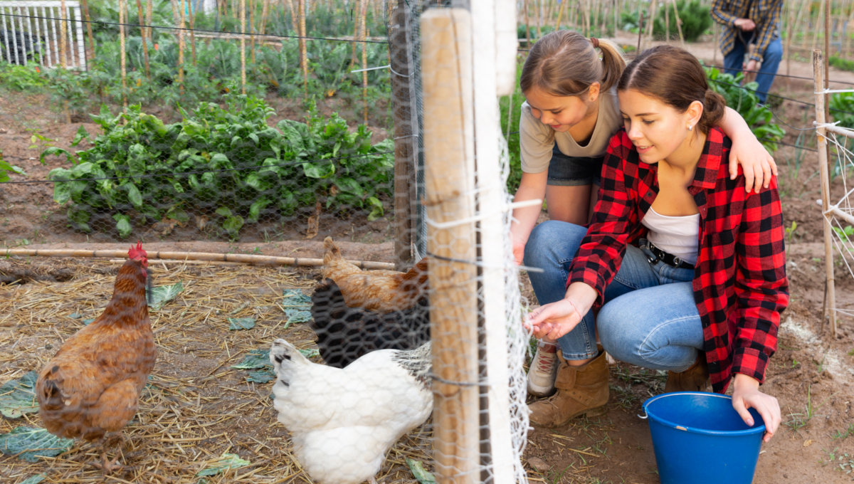Salmonella Cases Linked to Backyard Poultry Rise; Young Children Most Affected
