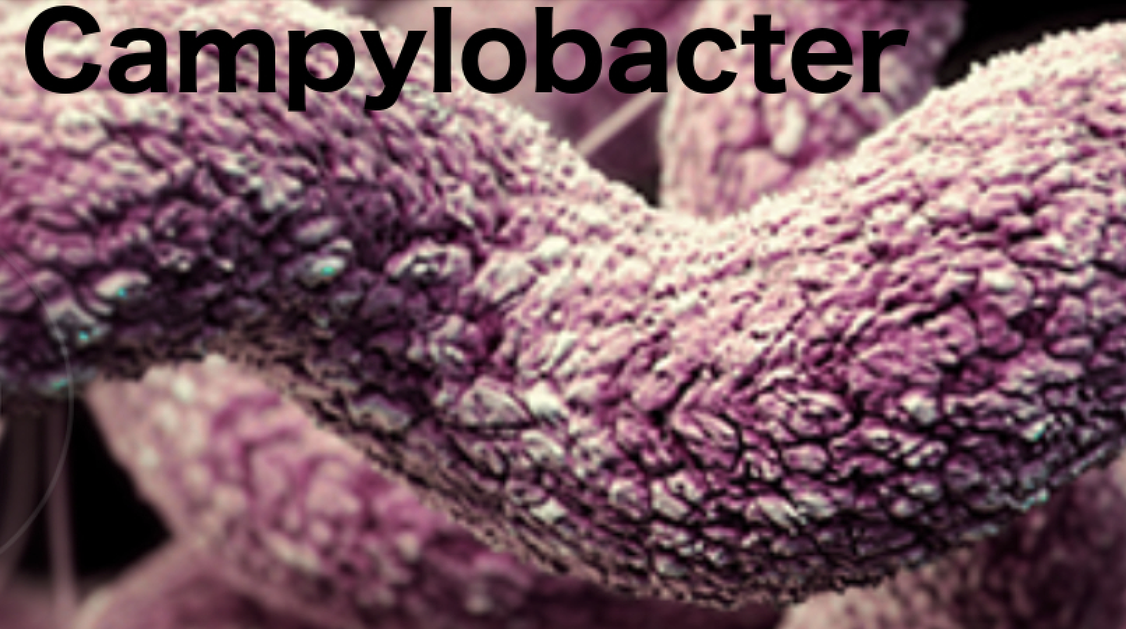 Campylobacter Detection in Norwegian Poultry Flocks Increases to Nearly 5 Percent