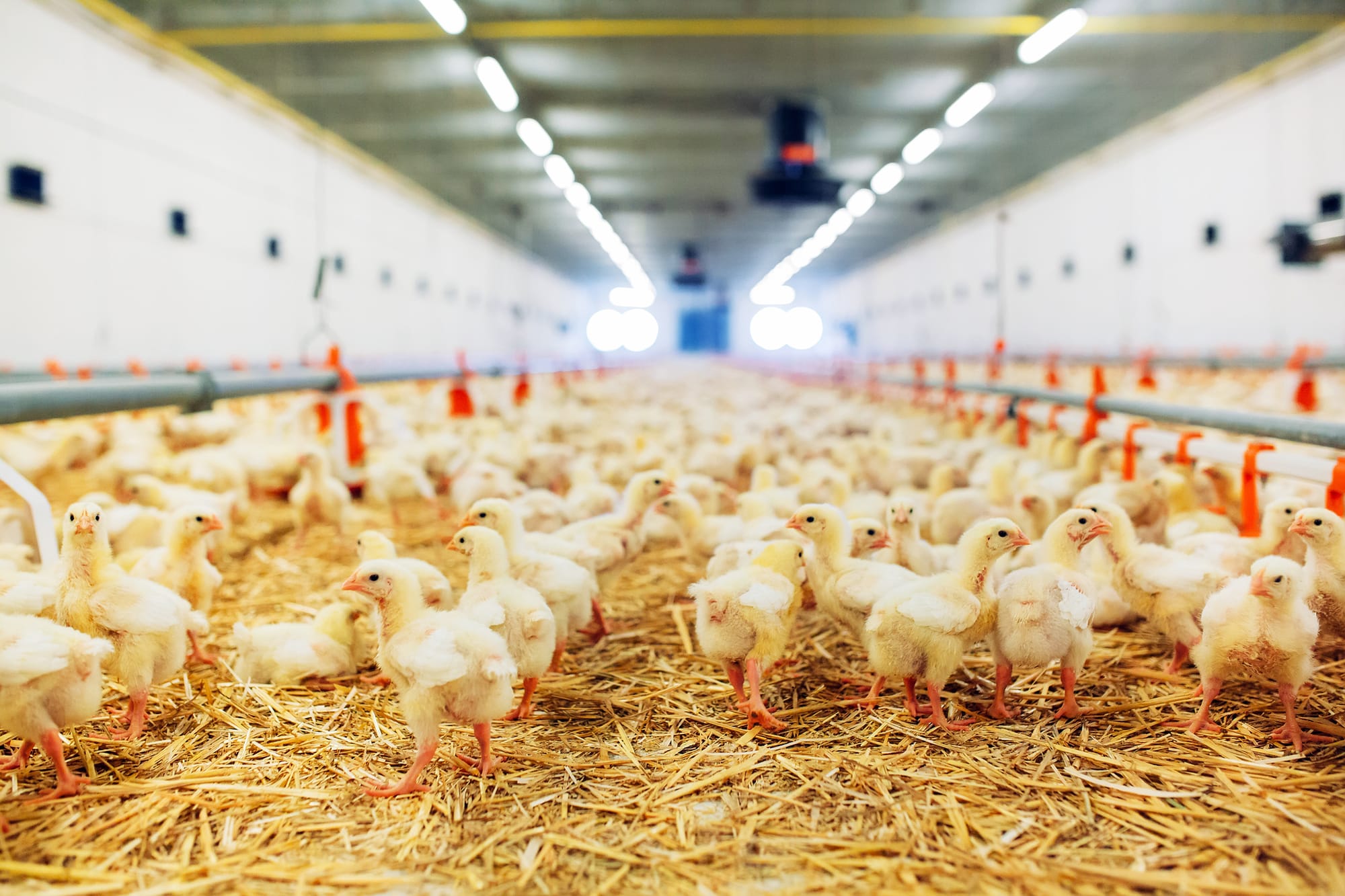 Poultry Companies Face Ongoing Accountability for Illinois River Phosphorus Pollution