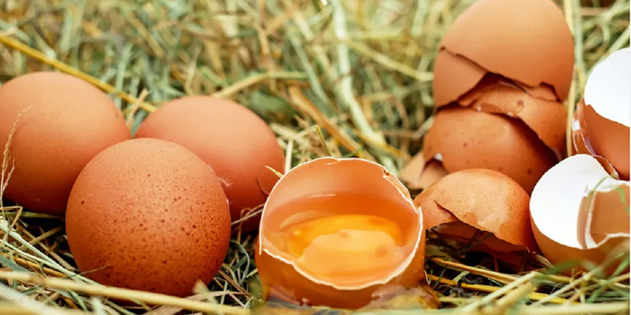 Sweden Reports Large Salmonella and Listeria Outbreaks in 2025