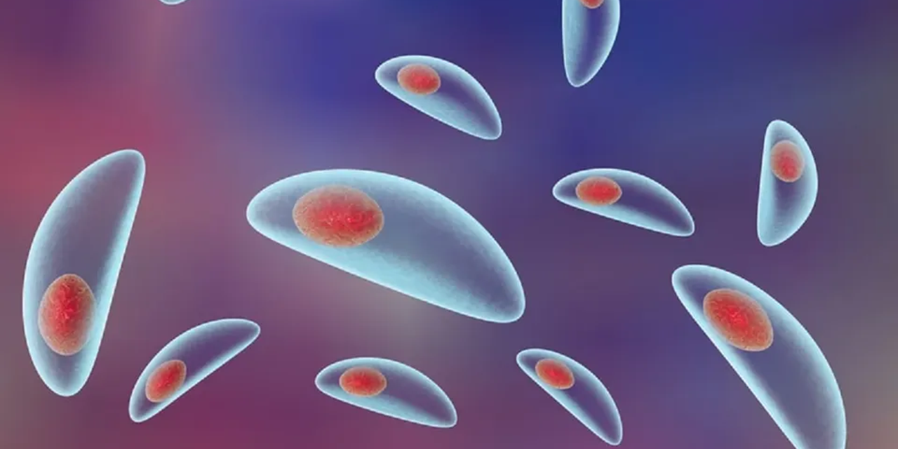 Scientists push for toxoplasmosis recognition