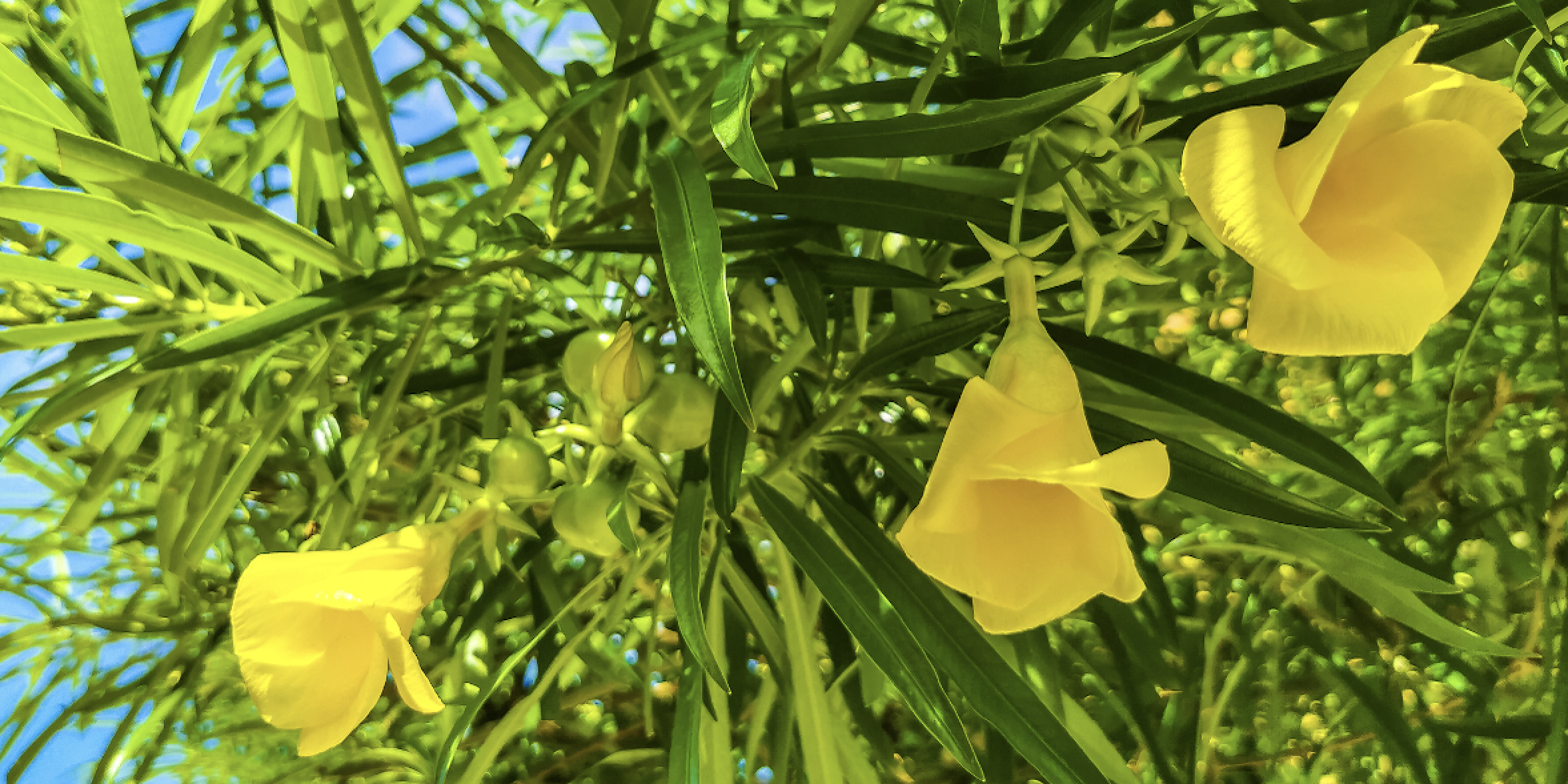 FDA warns against more products with toxic yellow oleander