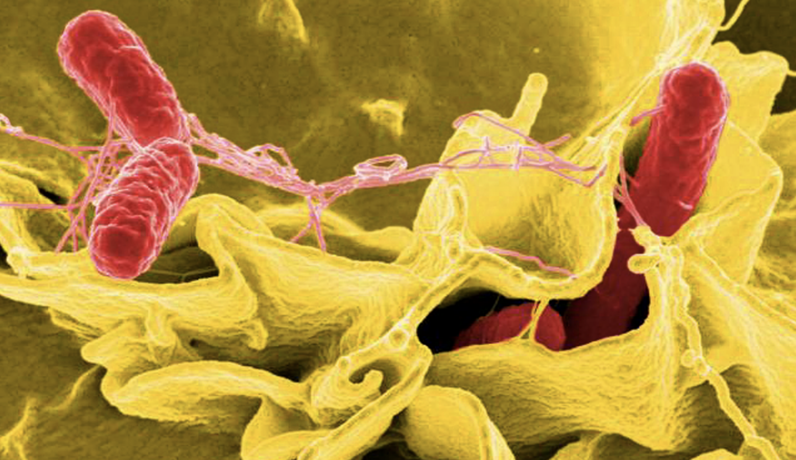 Public health officials investigating Salmonella outbreak in Utah