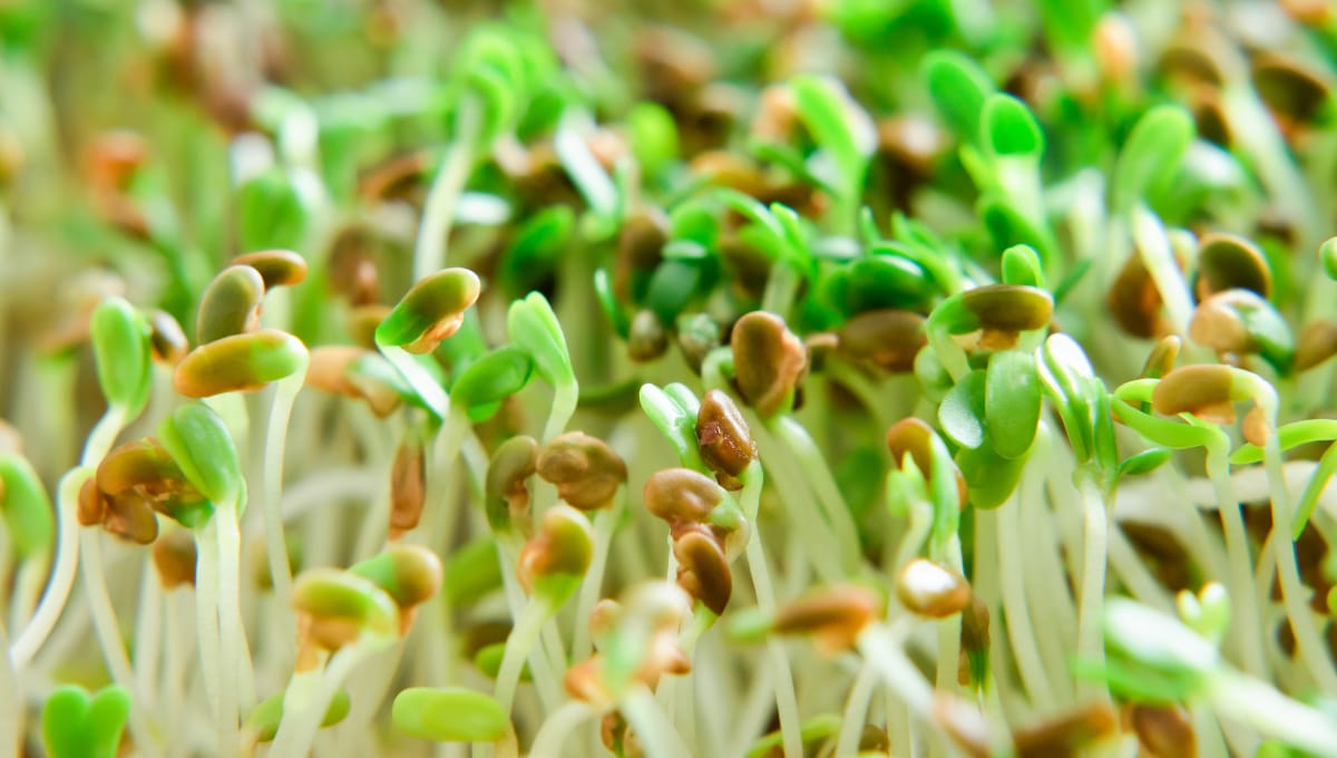 Another state, more patients involved in sprout outbreak