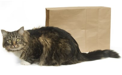 cat-out-of-the-bag
