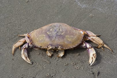 Dungeness crab on beach