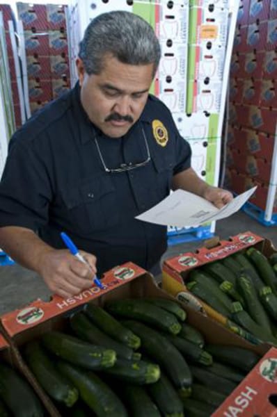 FDA official checks imported zucchini.