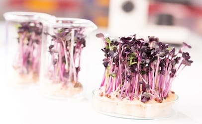 plantlaborator_406x250