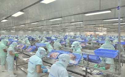 vietnamcatfish_406x250