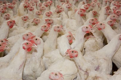 http://www.dreamstime.com/royalty-free-stock-image-chickens-poultry-farm-image40157946