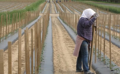 Workers place stakes next to tomato seedlings to support the plants as they mature.
