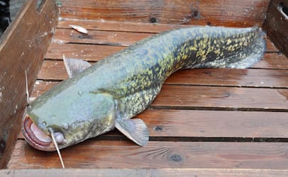 bigcatfish_406x250