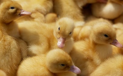 Baby ducklings
