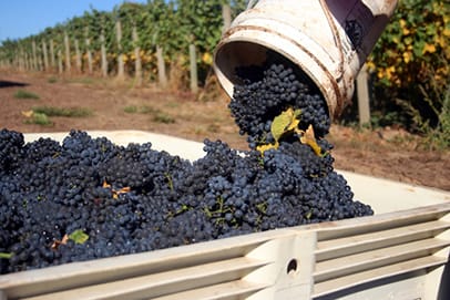 Oregon grape harvest