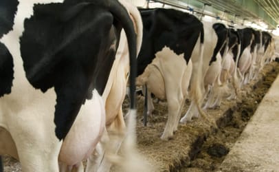 dairy-cows-rear-view