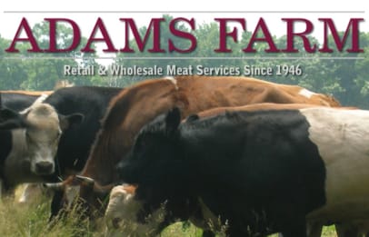 Adams Farm Slaughterhouse cattle